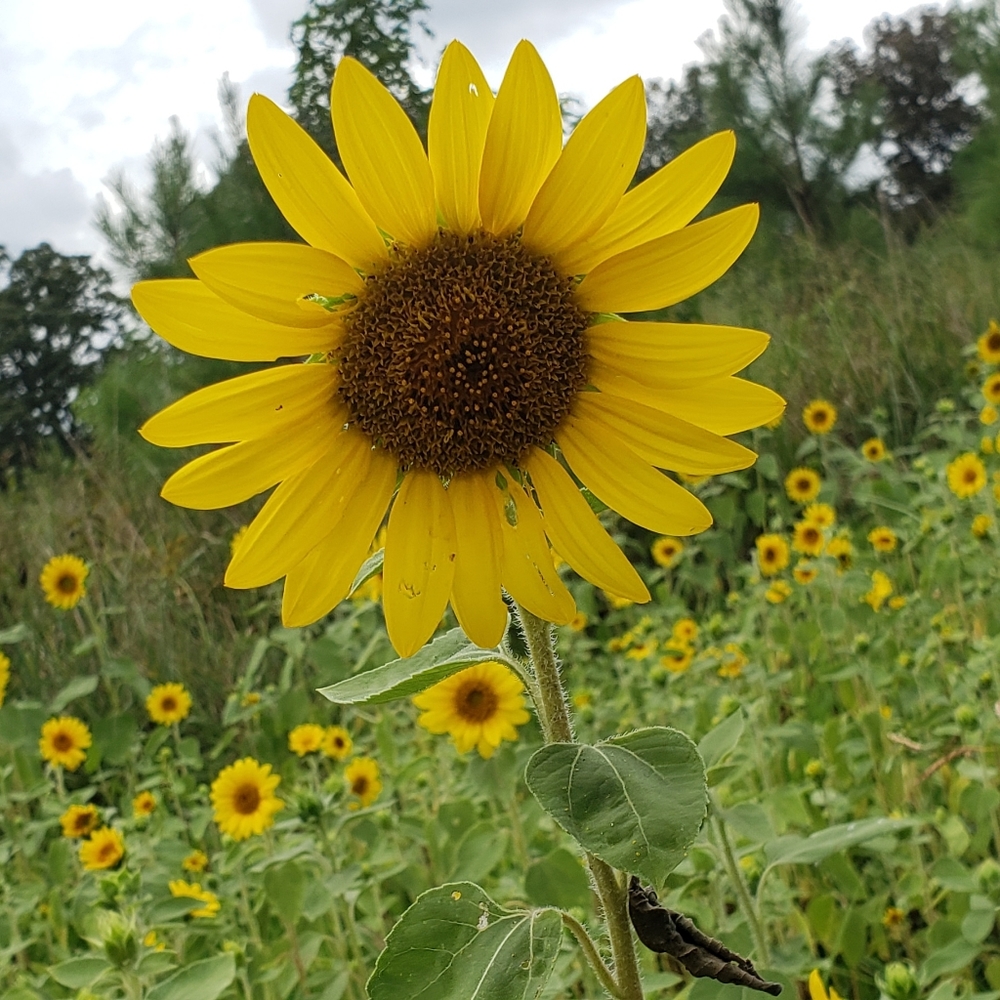 Meet your Posher, Lena. 🌻posh ambassador🌻